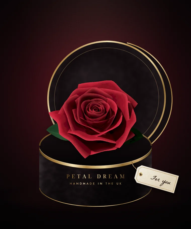 Illustration of La Rosa: one red velvet rose in a round black keepsake box